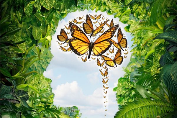 Holistic Renewal - Laura Manly - Neuro-Linguistic Programming