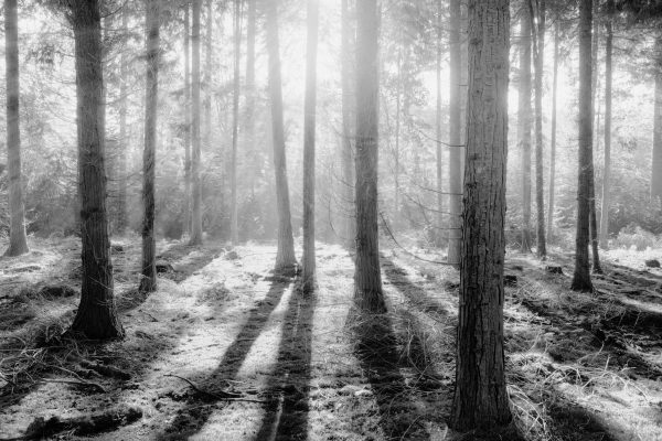 Empowered light through trees